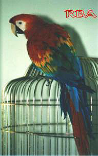 Scarlet Macaw