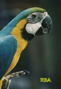 B/G Macaw