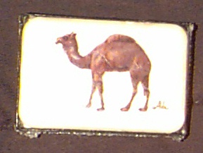 camel1.jpg