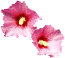 Hibuscus Syriacus-ROS Divider