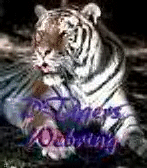 DTigers WebRing