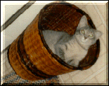 TrashCanCat