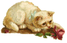 cat(4596 bytes)