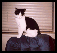 Panda1.gif - 17.99 K