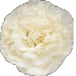 White carnation. Lena's favorite flower