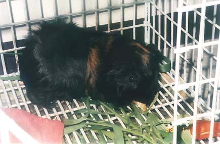 this is Bonbon, my guinea pig. He died on July 10th