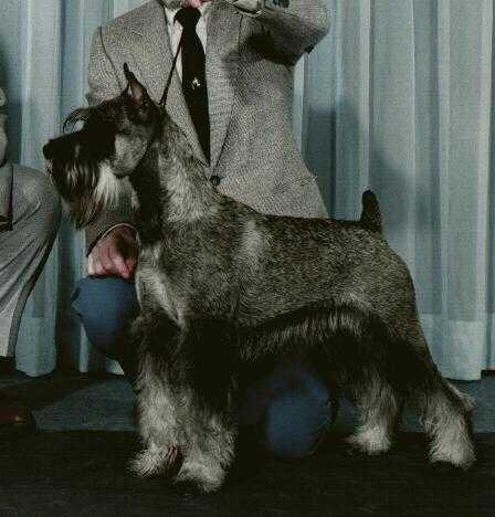 Willie at Orangeville dogshow as a puppy.