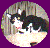 Baby Mr. Bojangles