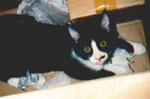 Mr.BoJangles