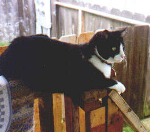 Mr. BoJangles