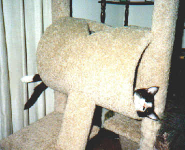 Mr. BoJangles