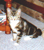 Francis