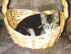 Francis