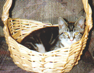 Francis