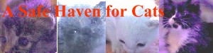 SAFEHAVEN
