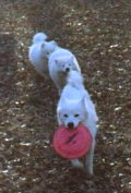 The Working Dog Ring Home Page