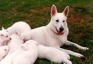 B Litter
