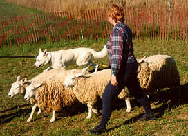 Thunder Herding