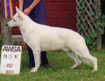 Dylan