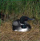 Loons.jpg (28566 bytes)