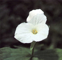 Ont offical flower.jpg (20899 bytes)