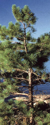 ont offical tree.jpg (28002 bytes)