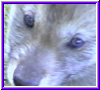 pup4-11a.jpg (12905 bytes)