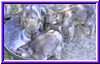 pup4-16a.jpg (12627 bytes)