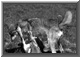 wolf81a.jpg (5490 bytes)