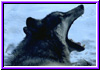 wolfyawna.jpg (12150 bytes)