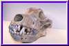 wskull3a.jpg (11290 bytes)
