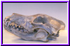wskull4a.jpg (11487 bytes)