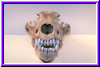 wskull5a.jpg (10560 bytes)