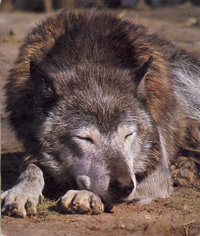 sleepingwolf1.jpg (36912 bytes)