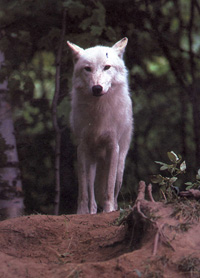 wolf2a.jpg (31698 bytes)