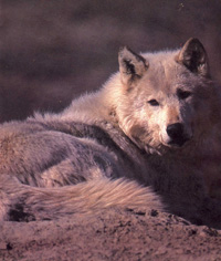 wolf3a.jpg (28726 bytes)