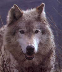 wolf4a.jpg (29542 bytes)