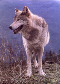 wolf5a.jpg (39401 bytes)