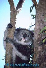 /user/koala4.jpg