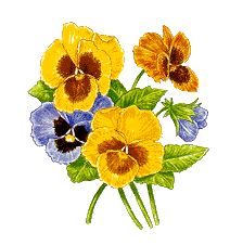 Pansies