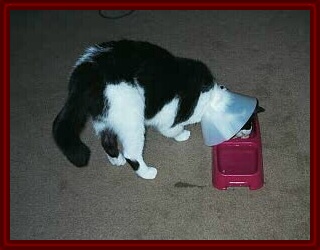 Tabby Eating