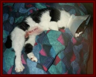 Tabby's Stitches