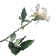 white rose