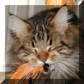 Visit The Cancoon Adult Cats