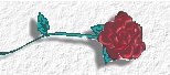 Burgandy Rose