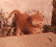 babytommy