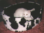 mooo1