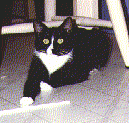 Sable
