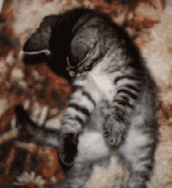 Squeaker