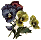 Pansy Dot